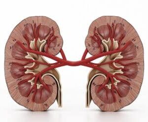 Captopril Renal Scan